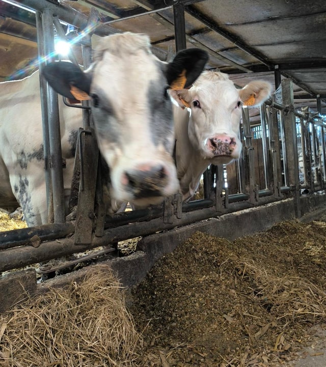 Deux vaches Blanc-Bleu passent la tête au travers du cornadis et regardent l'objectif. Devant elles, du fourrage frais étalé sur la table d'alimentation.