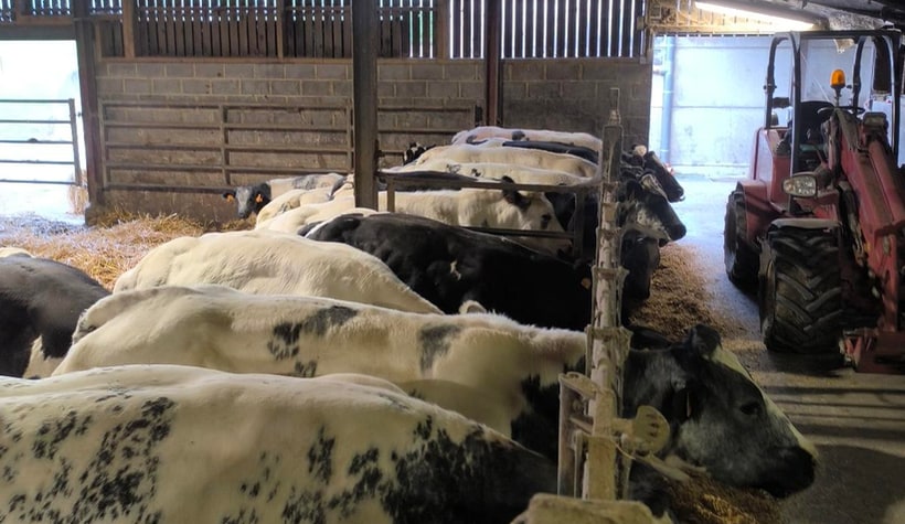 Vue en enfilade de l'étable de la ferme Brassine : des vaches Blanc-Bleu couchées dans la paille le long du mur de briques, un chargeur rouge garé sur la droite, la lumière du jour qui entre par les deux extrémités du bâtiment.
