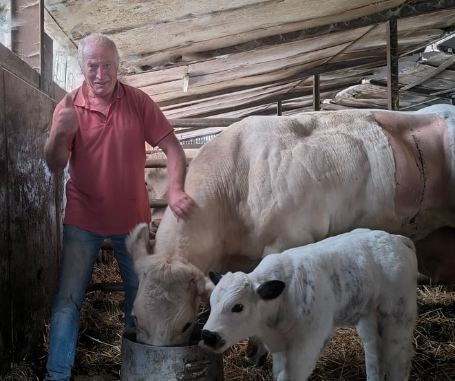 Raymond, en polo rouge, se tient derrière Marguerite qui mange dans un seau posé au sol. Le veau blanc est à ses côtés. Raymond sourit. C'est un sourire sans effort.