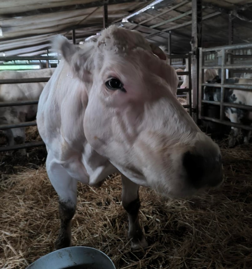 Portrait de Marguerite, vache Blanc-Bleu, très proche de l'objectif. Son mufle sombre occupe le bas de l'image. Son oeil sombre et clair regarde droit vers nous. En arrière-plan flou, d'autres vaches et les barres métalliques de l'étable.