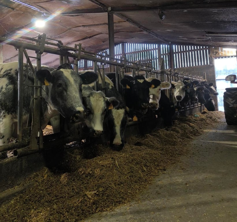Longue rangée de vaches alignées au cornadis, les têtes plongées vers le fourrage, la perspective disparaissant vers la lumière blanche du fond du bâtiment. Une roue de tracteur dépasse sur la droite.