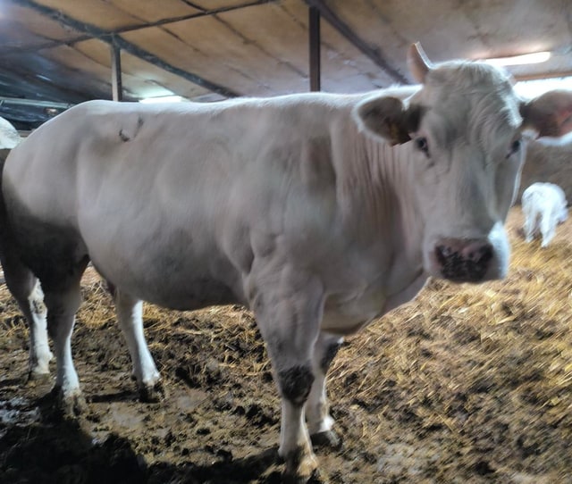 Une vache Blanc-Bleu adulte, robe presque entièrement blanche, très musclée, se tourne vers l'objectif dans l'étable. Sa silhouette est reconnaissable entre toutes.