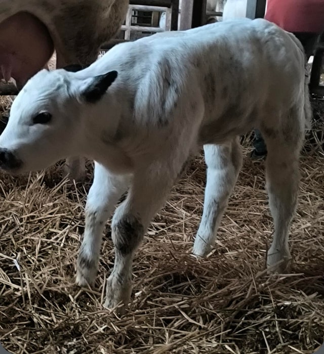 Le veau debout de profil sur la litière, les pattes encore fines et incertaines, la robe tachetée de gris sur fond blanc.